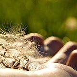 Löwenzahn auf einer Hand